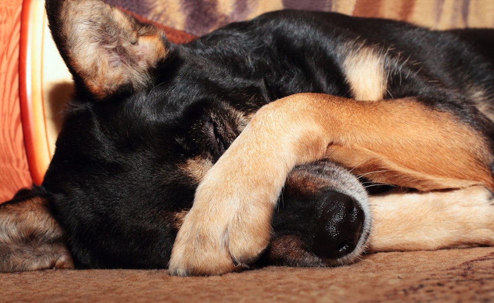 Auch dein Hund kann mal so richtig traurig, fast schon depressiv sein. Was hilft, liest du hier. 