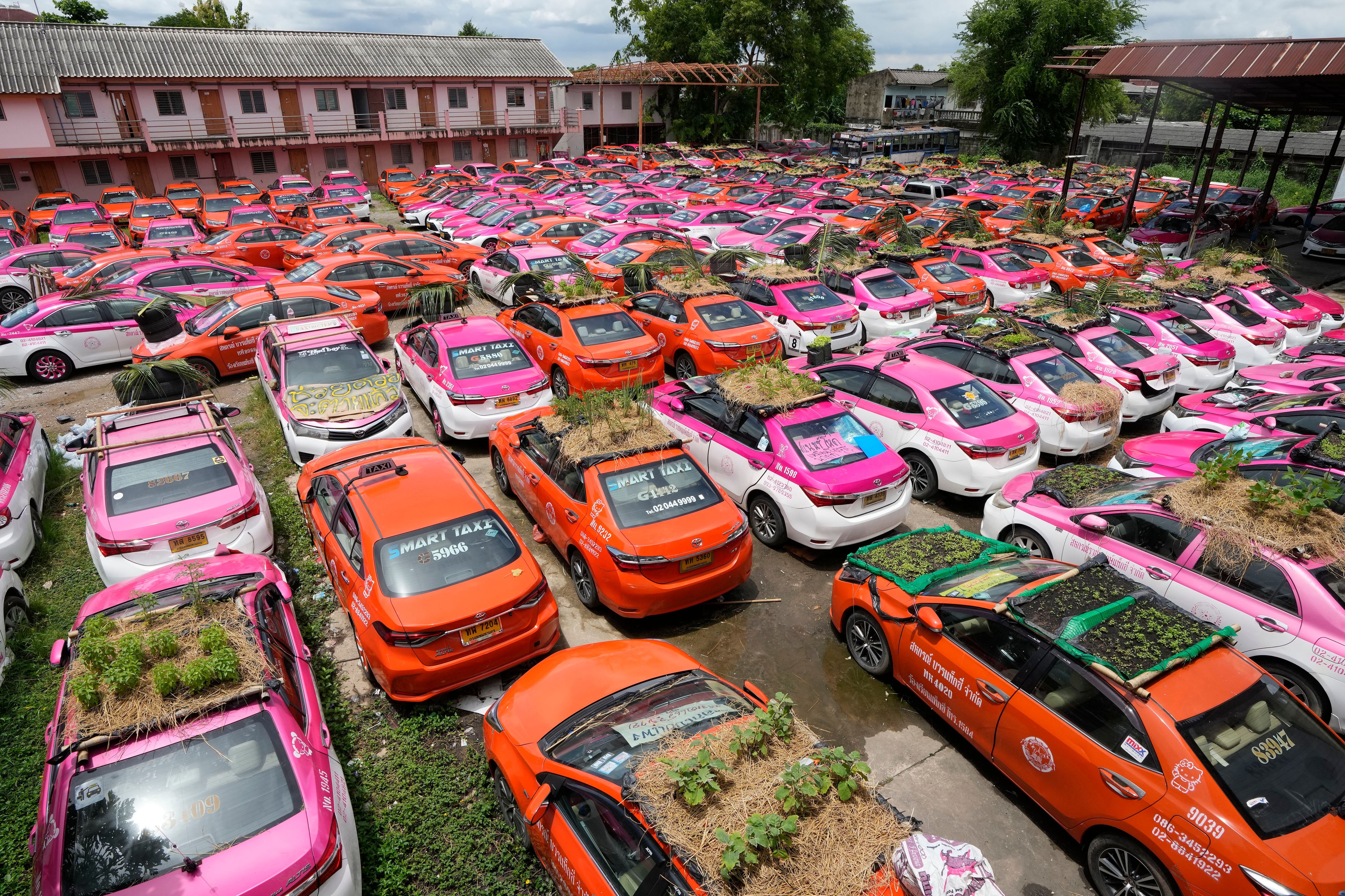 Download von www.picturedesk.com am 21.09.2021 (20:56).  Miniature gardens sit on the rooftops of unused taxis parked in Bangkok, Thailand, Thursday, Sept. 16, 2021. Taxi fleets in Thailand are giving new meaning to the term âßrooftop garden,âß as they utilize the roofs of cabs idled by the coronavirus crisis to serve as small vegetable plots and raise awareness about the plight of out of work drivers. (AP Photo/Sakchai Lalit) - 20210916_PD2235 - Rechteinfo: Rights Managed (RM)