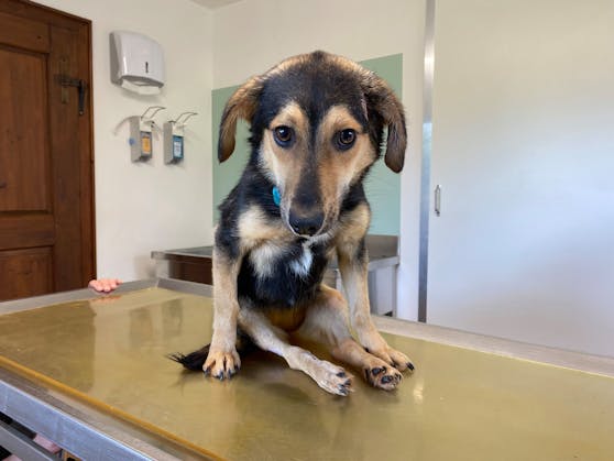 Hund Resi ist gelähmt und benötigt eine Gehhilfe.