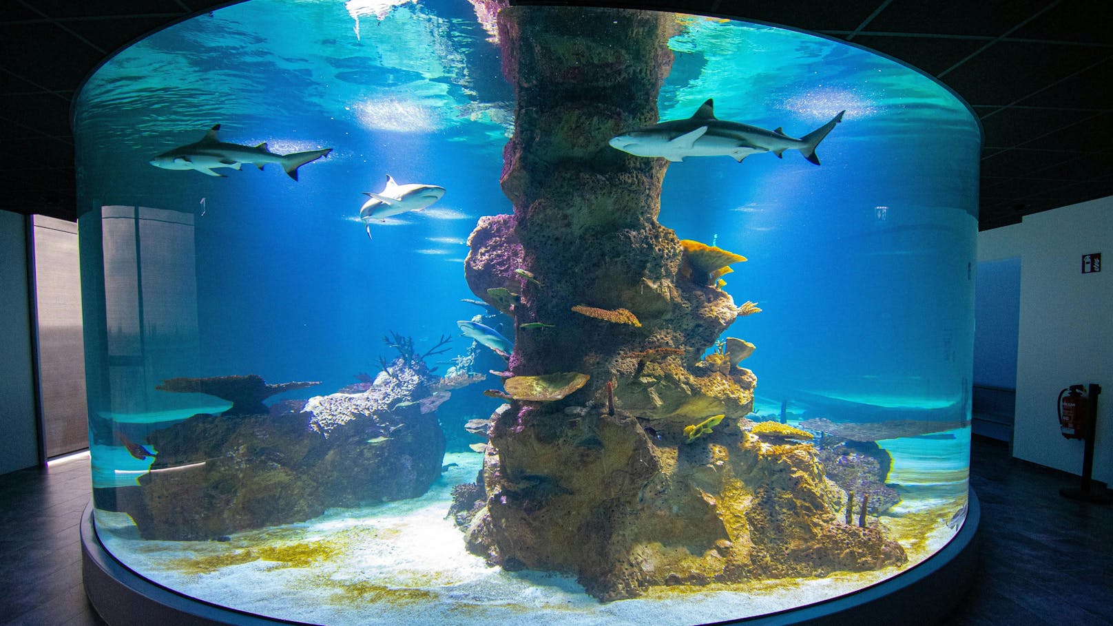 Im Haus des Meeres wurde das 360° Haifischbecken im 07.Stock eröffnet.&nbsp;