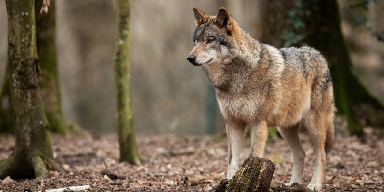 Der Wolf dürfte zwei Schafe gerissen haben und wenig später an Volksschulkindern, die auf den Bus warteten, vorbeigezogen sein.