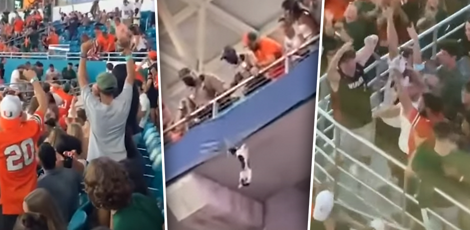 Football-Fans retten eine Katze