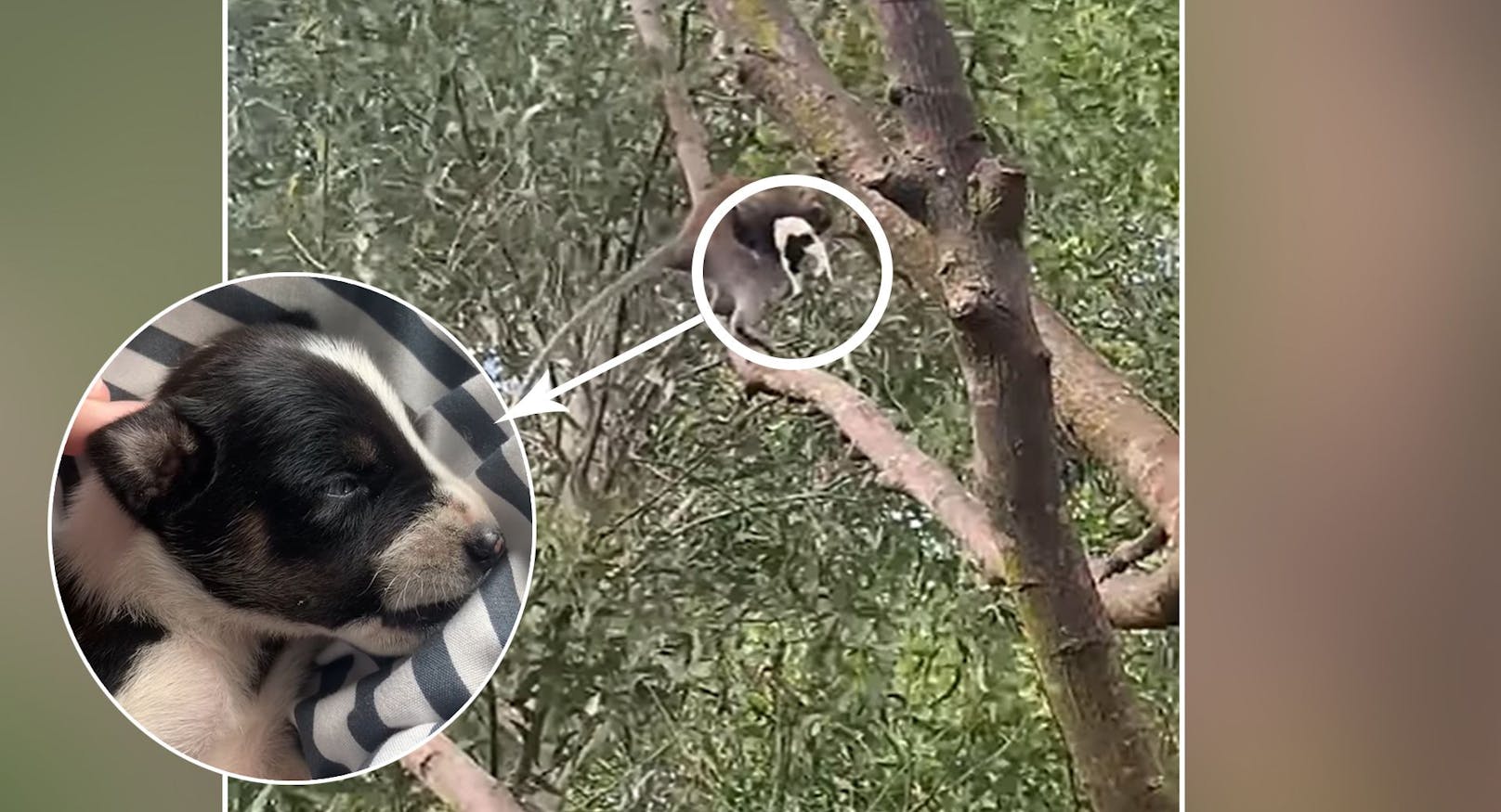 Verschleppt! Affe entführt winziges Hundebaby