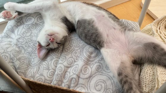 Der kleine "Elliot" ist ein verschmuster und entzückender Kater - leider ist er schwer krank und braucht unsere Hilfe.