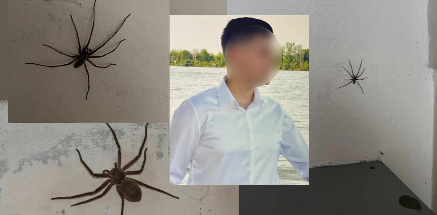 Mit diesen Tierchen sieht sich der Mieter eines Gemeindebaus täglich konfrontiert.