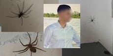 Spinnenplage im Gemeindebau: "Trau mich nicht mehr raus"