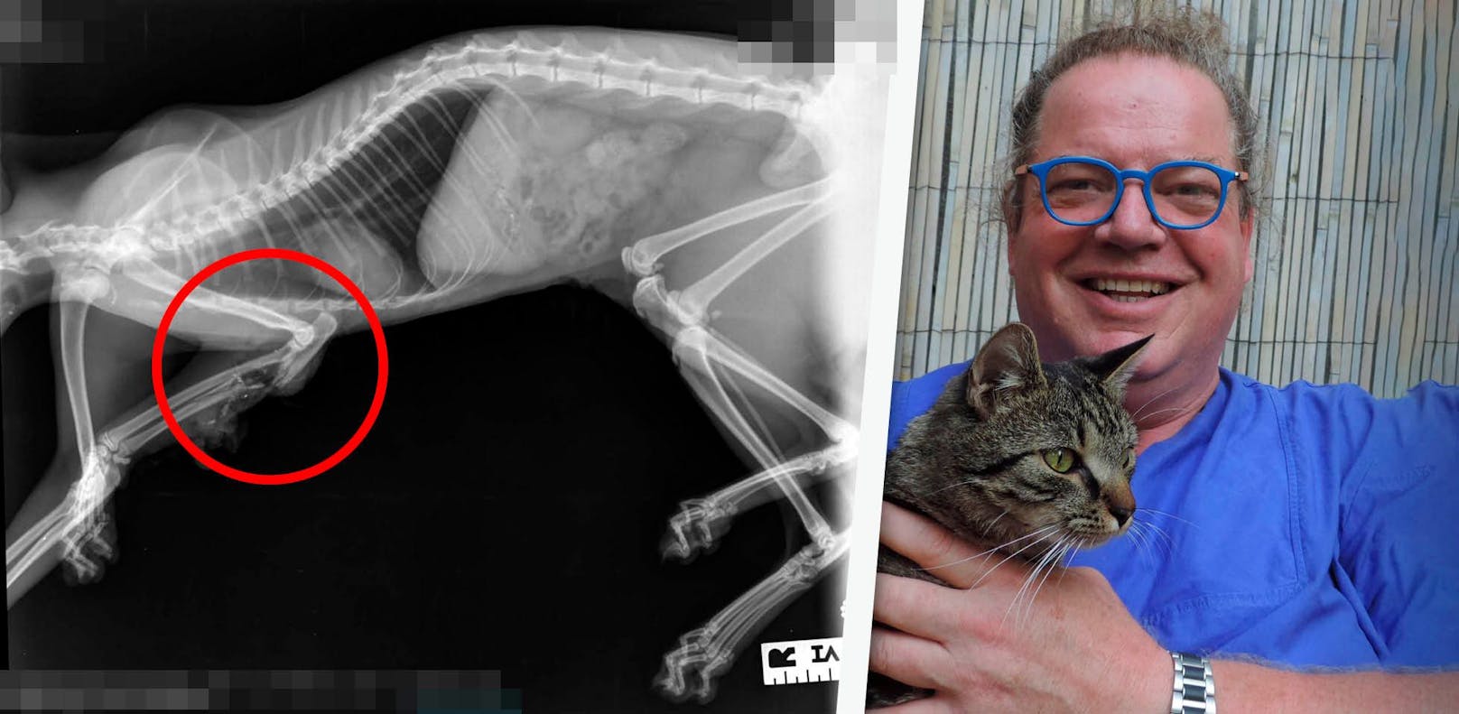 Dieses Röntgenfoto zeigt Schuss auf Katze