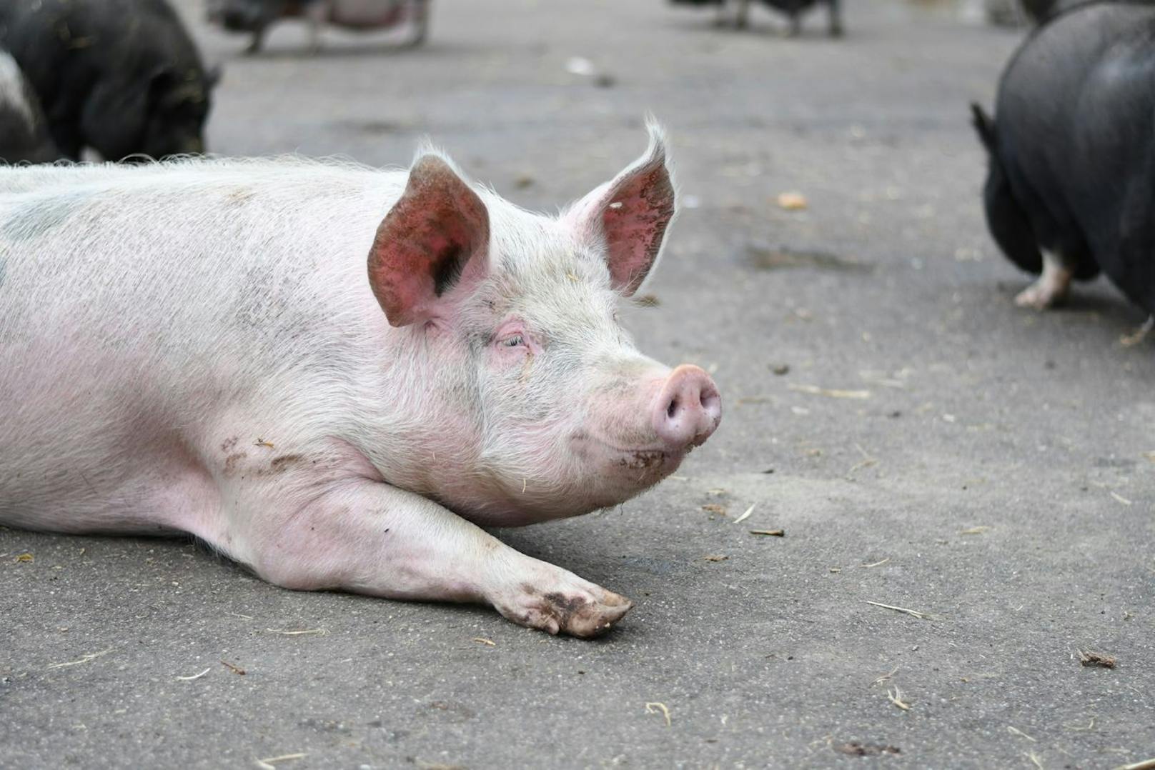 Haus- und Minischweine sind ebenfalls am Hof gut untergebracht und werden meistens abgegeben, weil sie ihren Besitzern zu groß wurden. 