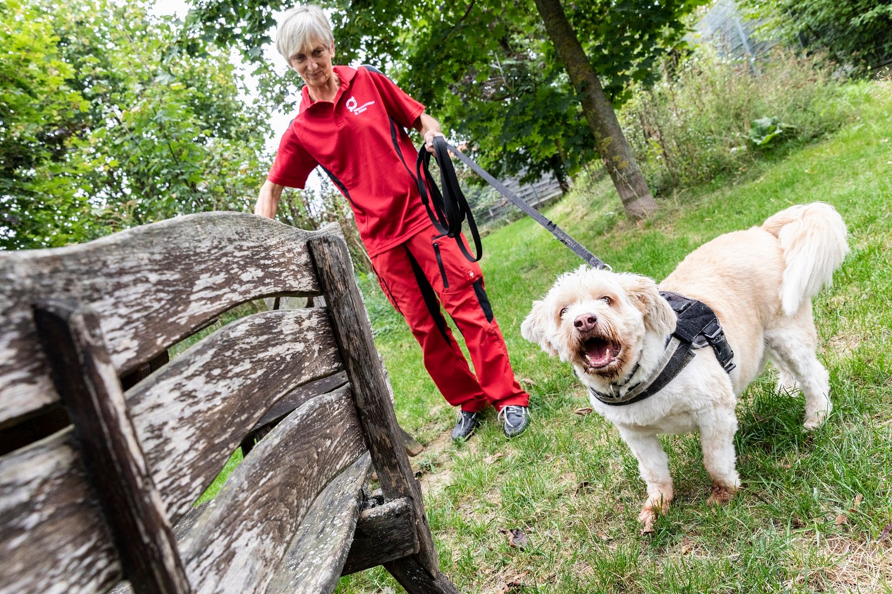 Die Hunde im Tierheim werden gut versorgt.