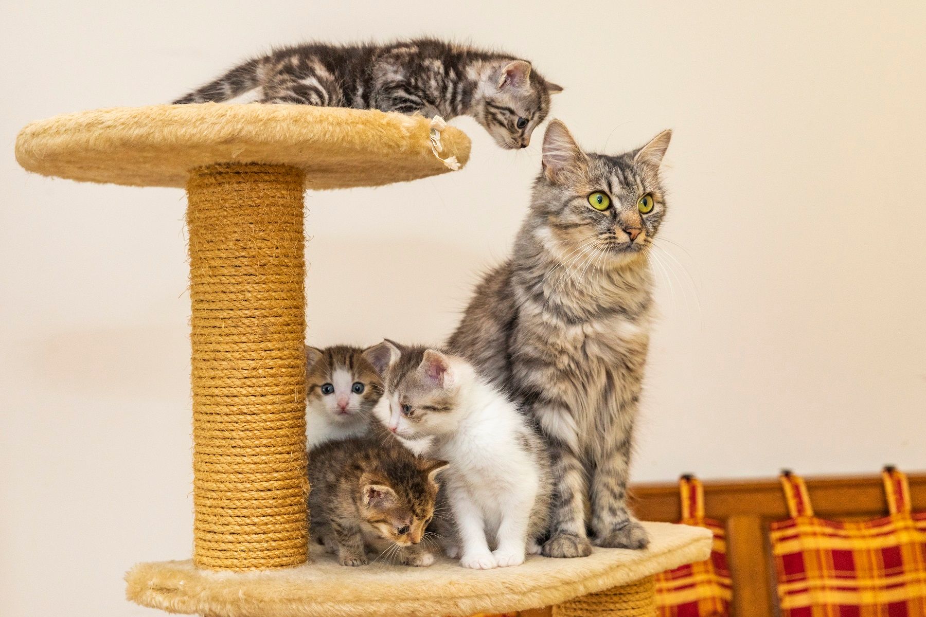 42 Katzen in einem Monat aufgenommen.