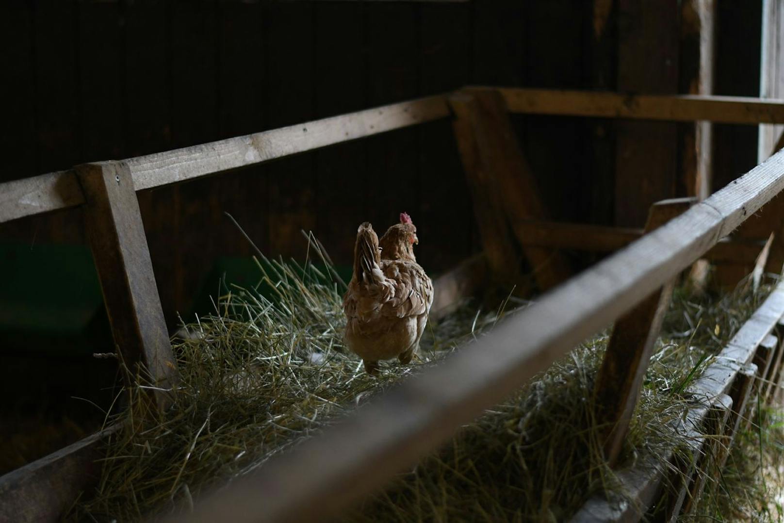 Die vielen Hühner legen an den lustigsten Stellen ihre Eier, die sofort wieder verfüttert werden um die Population zu kontrollieren. 