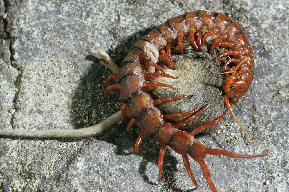 Der Hundertfüßer ist tatsächlich kein hamloses Tier. 