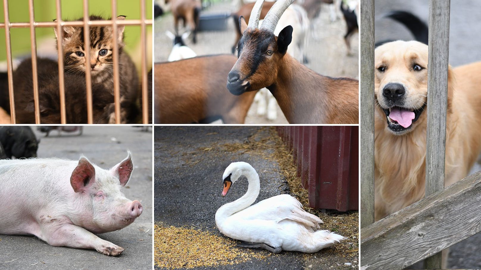 Pfotenhilfe Lochen: Wo Hunde rollen und Kühe humpeln