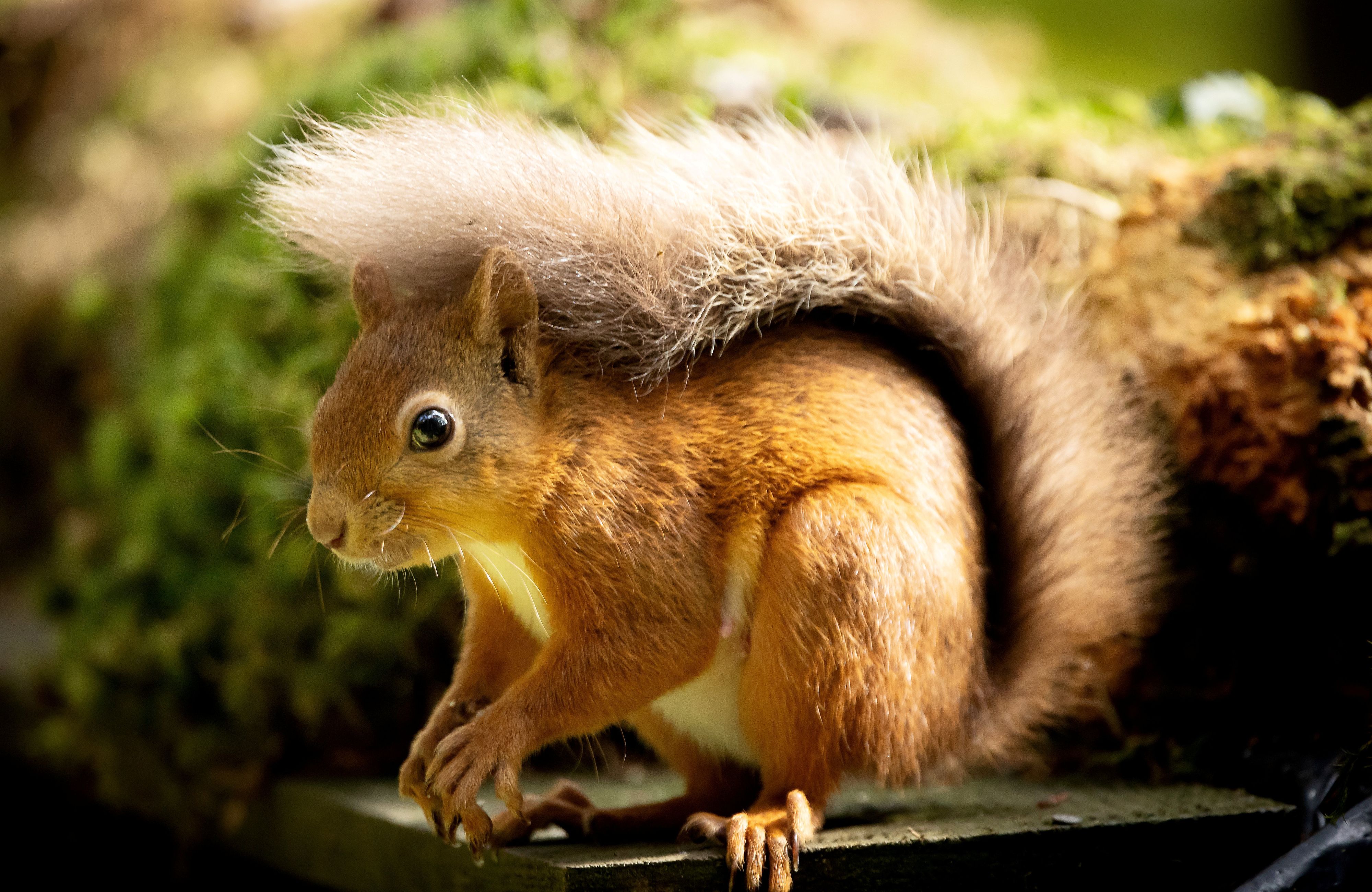 Die niedlichen Puschels schaffen es zwar meistens alleine, aber ein bisschen Hilfe ist im Winter nicht verkehrt. 