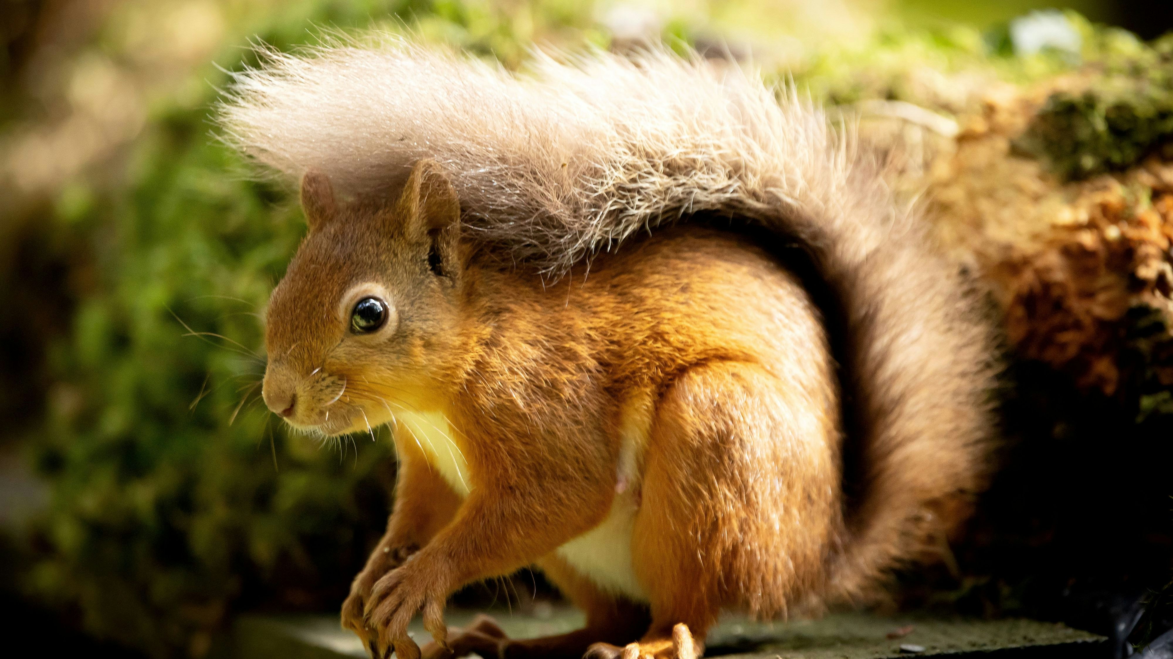 Heute.at - So hilfst du Eichhörnchen über strenge Winter