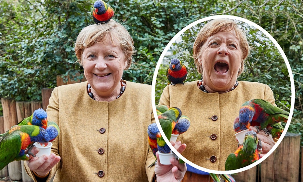 Während eines Besuches im Vogelpark Marlow, wurde die deutsche Bundeskanzlerin gebissen. 