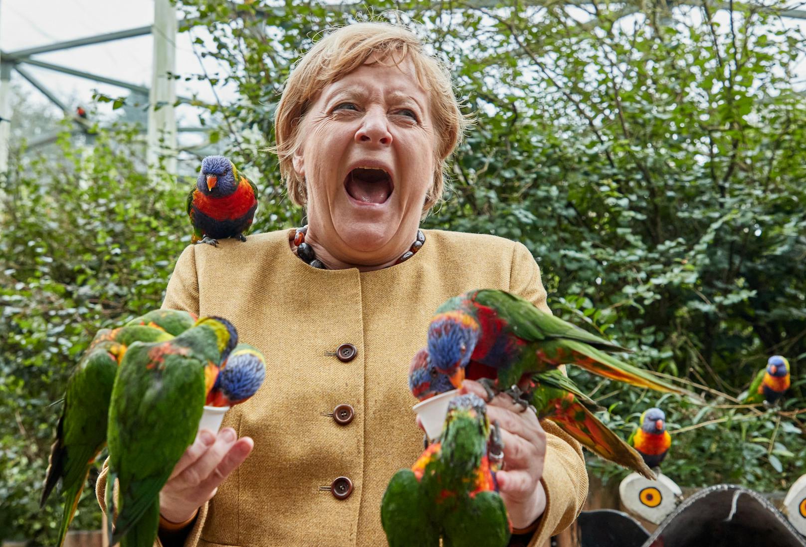Ein Bild, das Schlagzeilen machte – Auf ihrer Abschiedstour besuchte die scheidende deutsche Bundeskanzlerin den Vogelpark Marlow. Einer der Lori-Papageien fand Angela Merkel wortwörtlich zum Anbeißen. ---&gt; <a href="https://www.heute.at/s/der-letzte-schrei-merkel-geht-nicht-leise-in-pension-100164826">ARTIKEL </a><br>