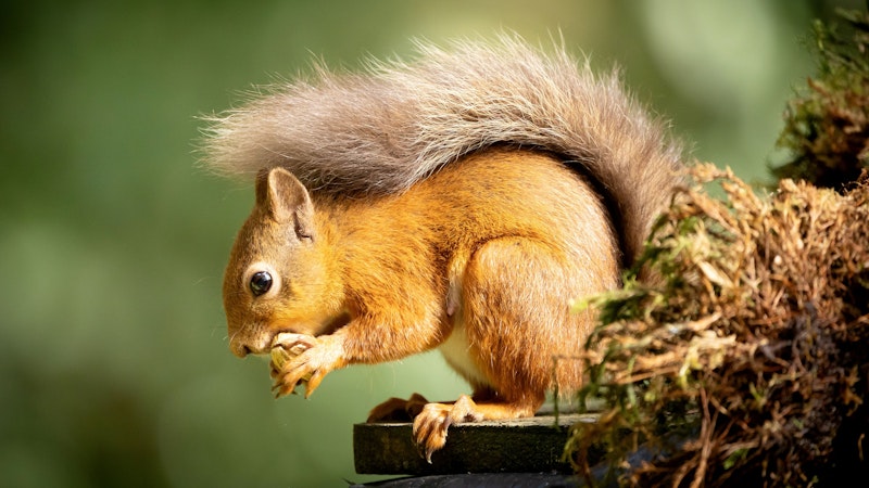 Auf unsere geliebten Eichhörnchen kommt jetzt eine harte Zeit zu.&nbsp;