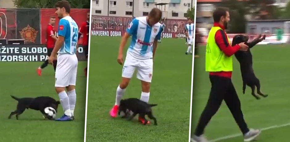 "Dognaldo" ist der neue Star im Netz