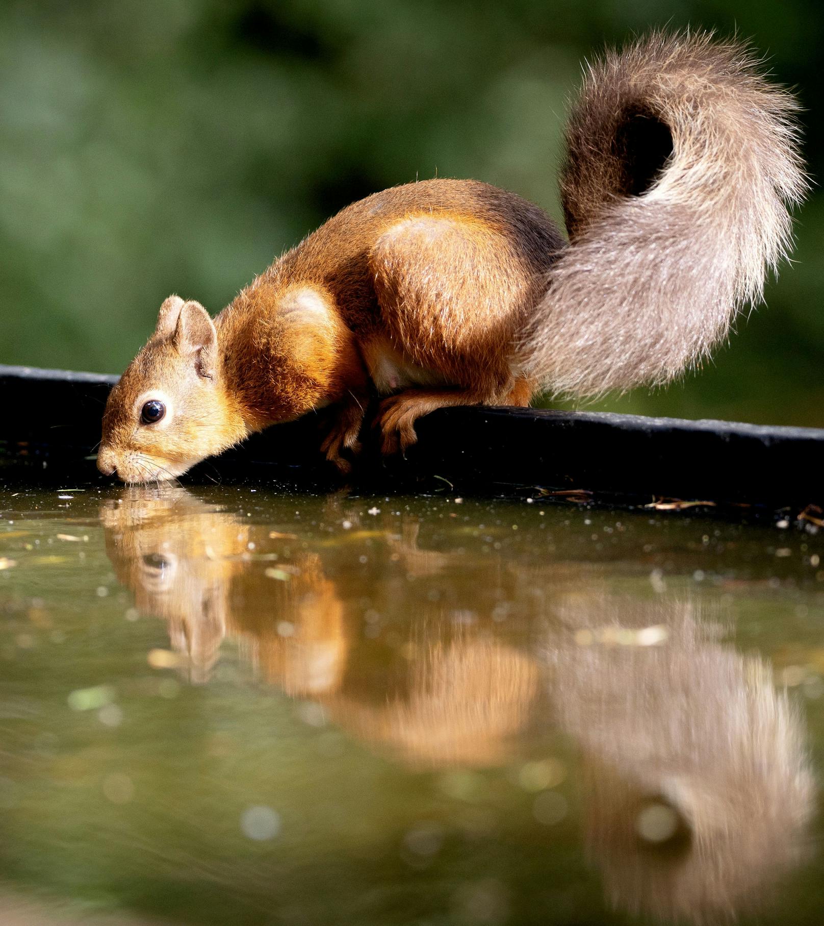 Um Energie zu sparen sind Eichhörnchen während der "Winterruhe" nur zwei Stunden täglich damit beschäftigt, ihre Vorräte zu finden und auszugraben.&nbsp;