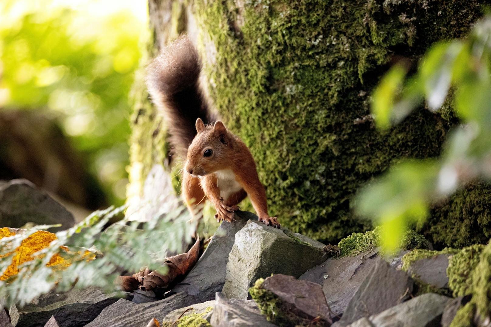 Gewusst? Ein wirklich gutes Gedächtnis hat ein Eichhörnchen nicht, es riecht aber die Nüsse unter der Erde. Ob es dann immer "seine" sind, bleibt offen...&nbsp;