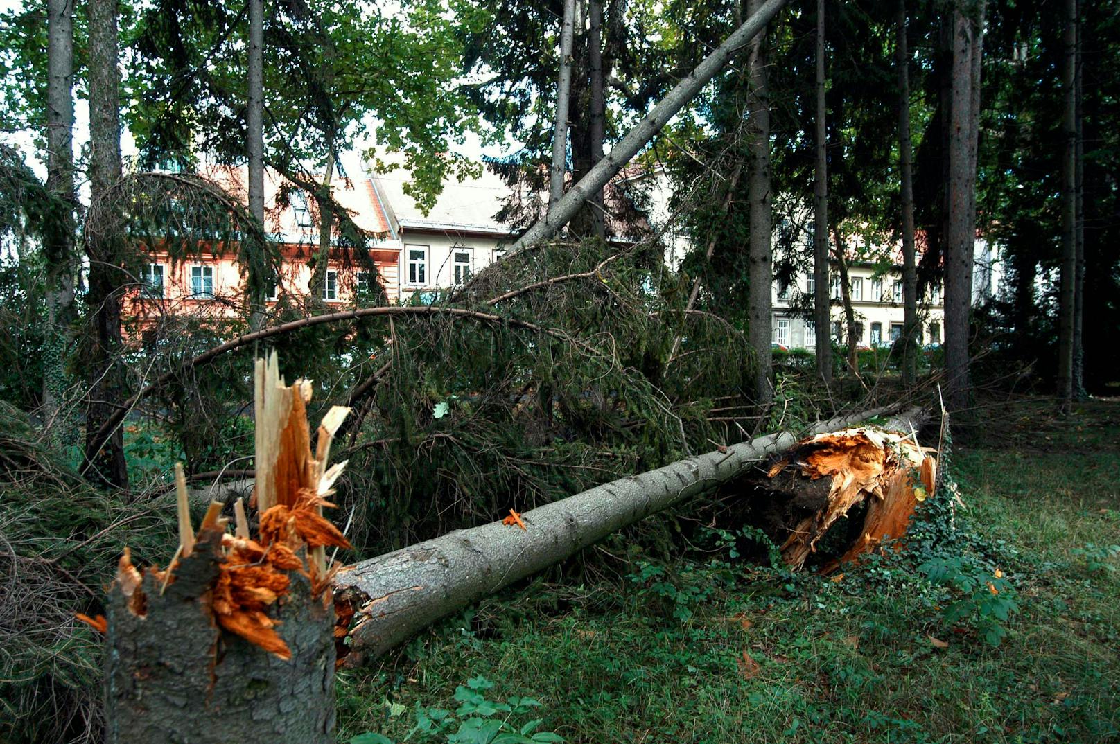 Die Sturmböen könnten Bäume umstürzen und Äste abbrechen lassen. Symbolbild