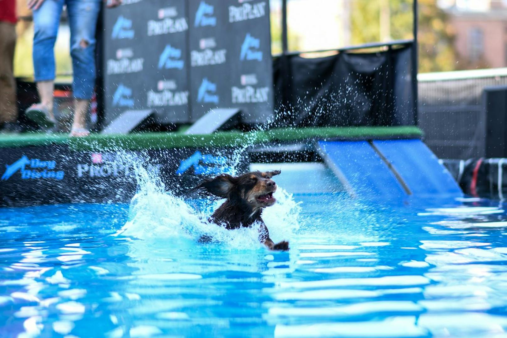 Im Zuge der Haustiermesse in der St. Marx Halle in Wien, fand heuer das Europameisterschaftsfinale im Dog-Diving statt. 