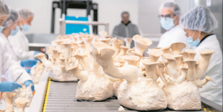 Bio-Pilze aus eigener Zucht als Rohstoff.