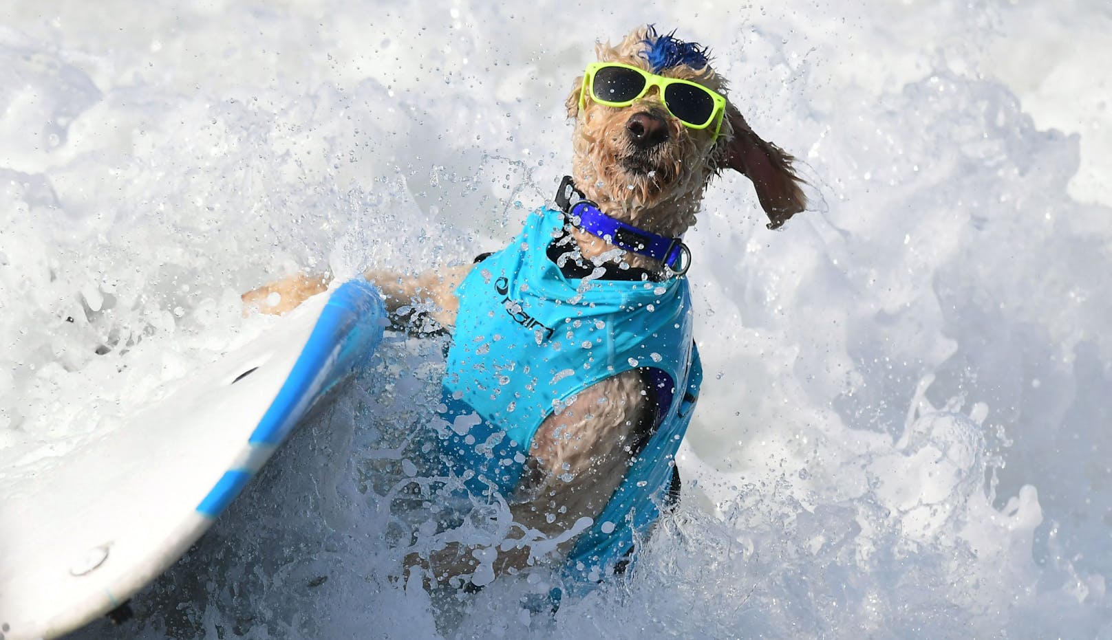 Bereits zum zwölften Mal fand der jährliche Hunde-Surf Wettbewerb am 25. September am kalifornischen Huntington Beach statt. 