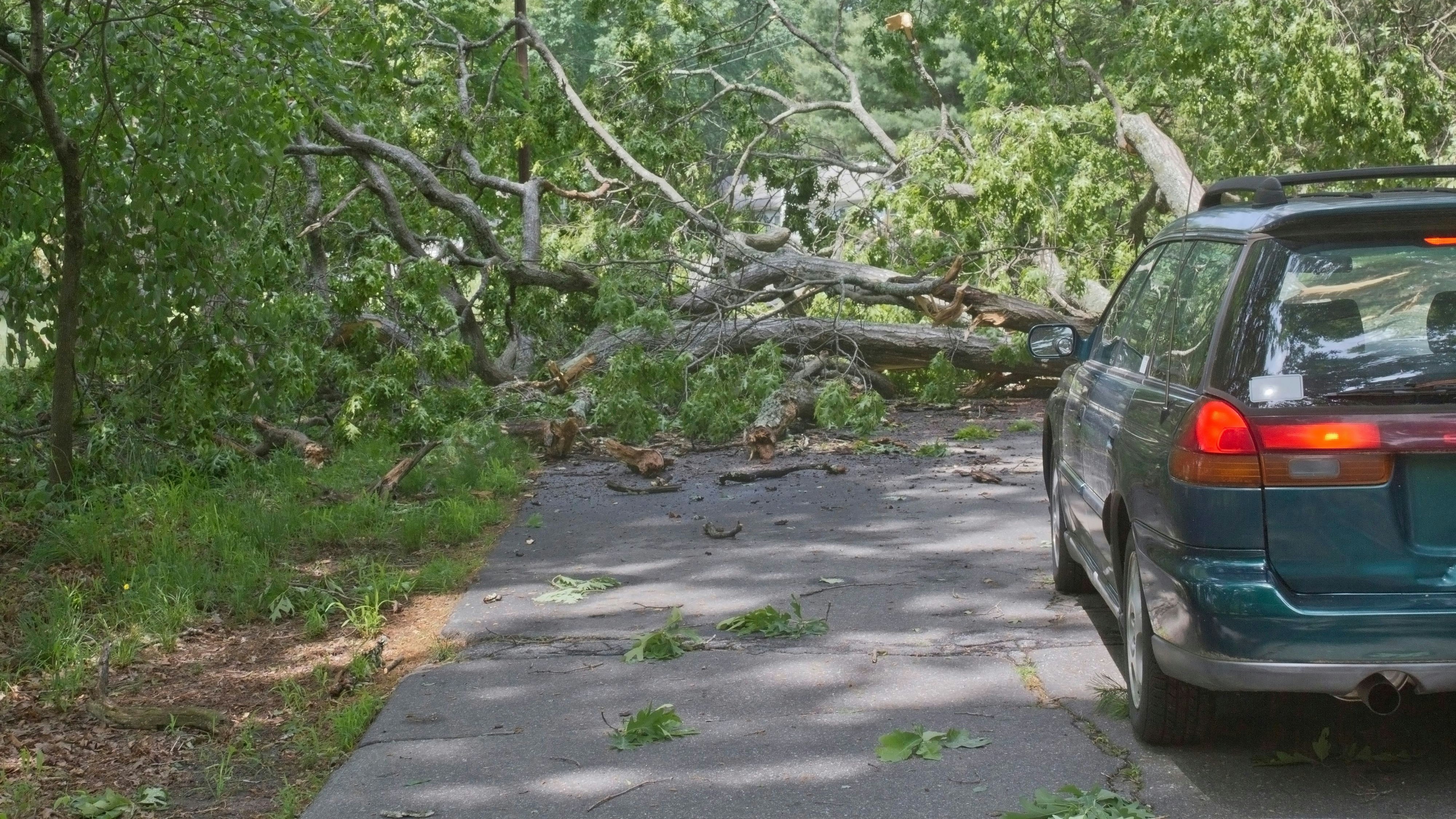 Ein Baum stürzte auf die Postalmstraße. Symbolbild