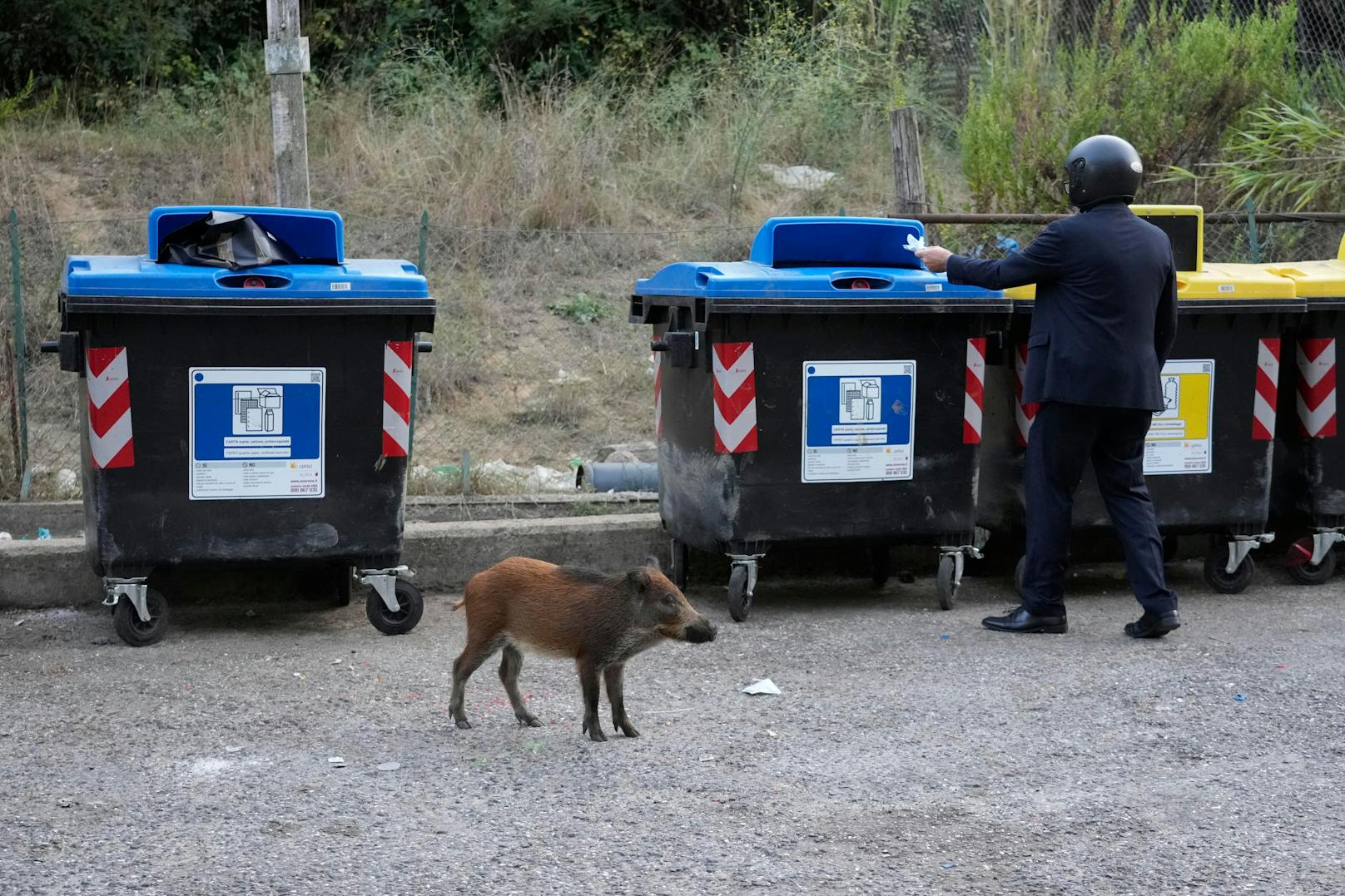 Angezogen vom Müll sind die Tiere auf Nahrungssuche und machend dabei auch nicht vor Gastgärten oder Autos halt.