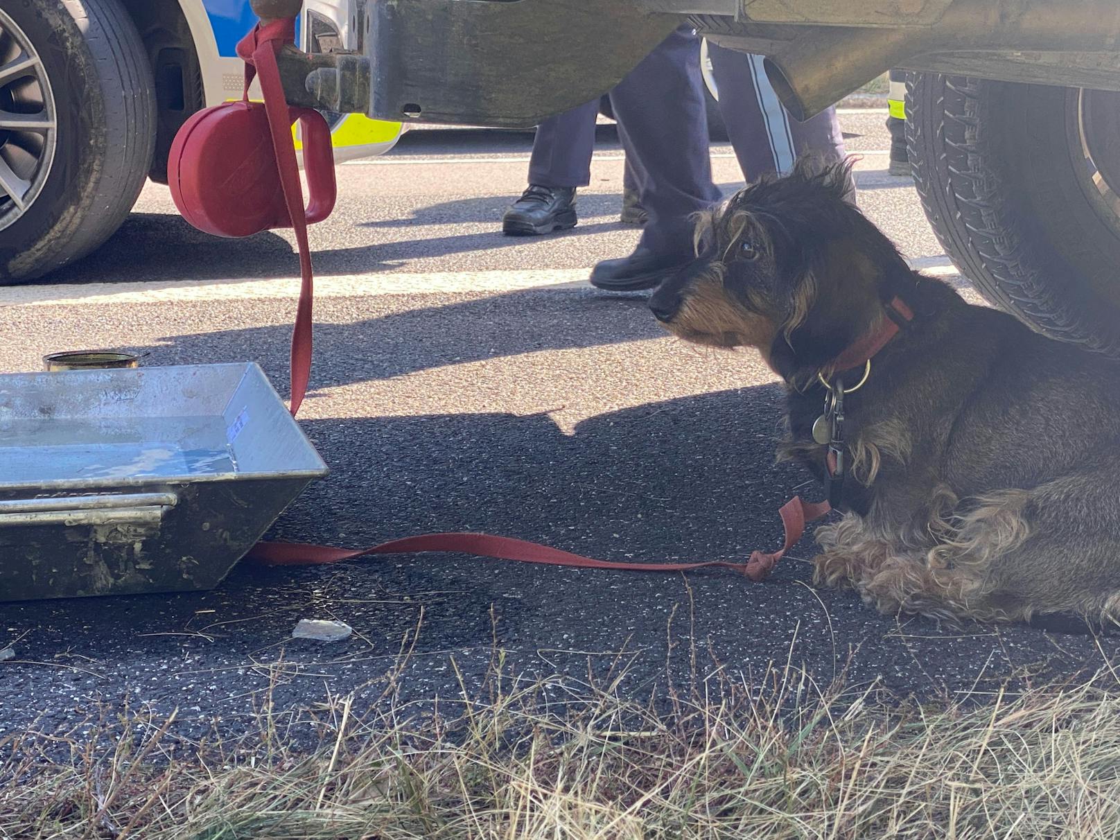 "Im Fahrzeug befand sich noch der Hund, der derzeit vom Krisenintervention Team 'Mona' betreut wird", so Stephan Sigl, Einsatzleiter Feuerwehr zu NEWS5.