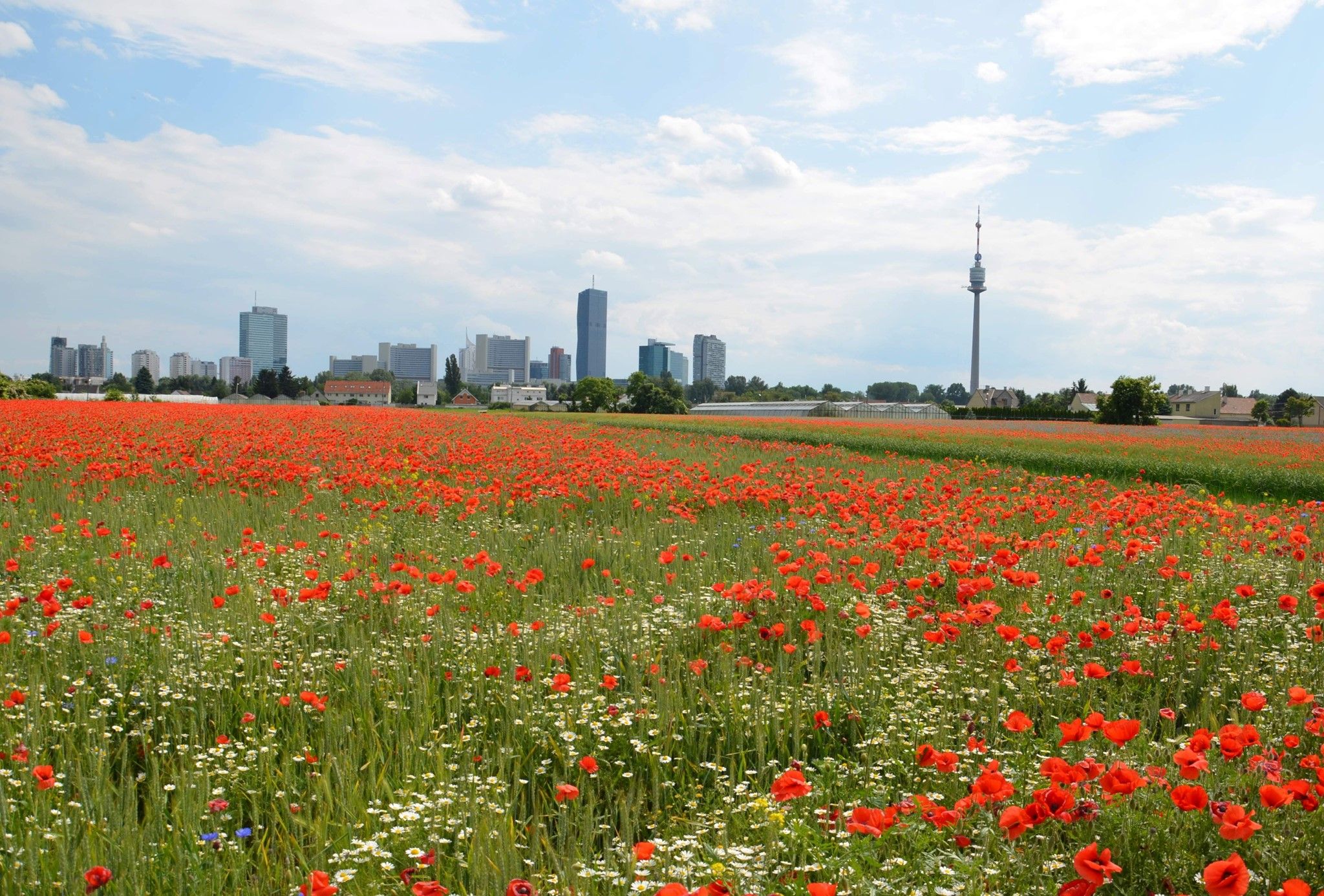 Dieses Mohnblumenfeld wird es bald nicht mehr geben