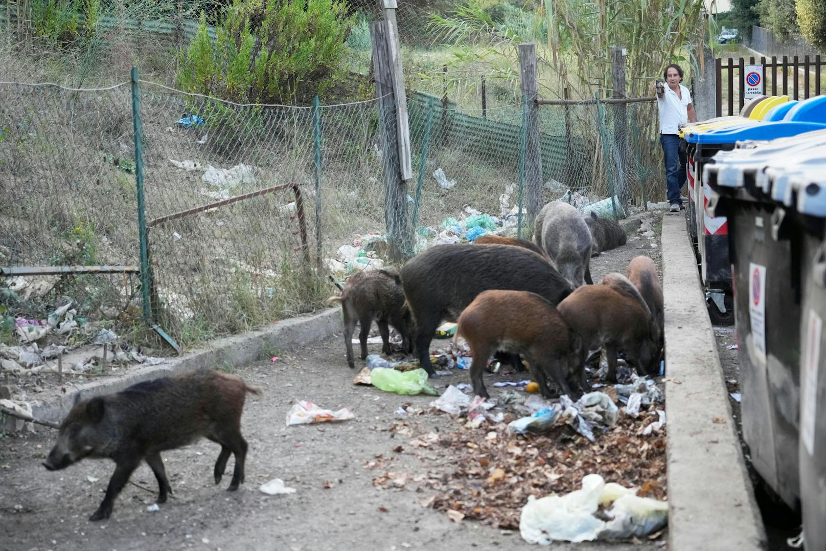 Ganze Rotten mit 10 bis 30 Tieren machen derzeit die Straßen Roms unsicher.