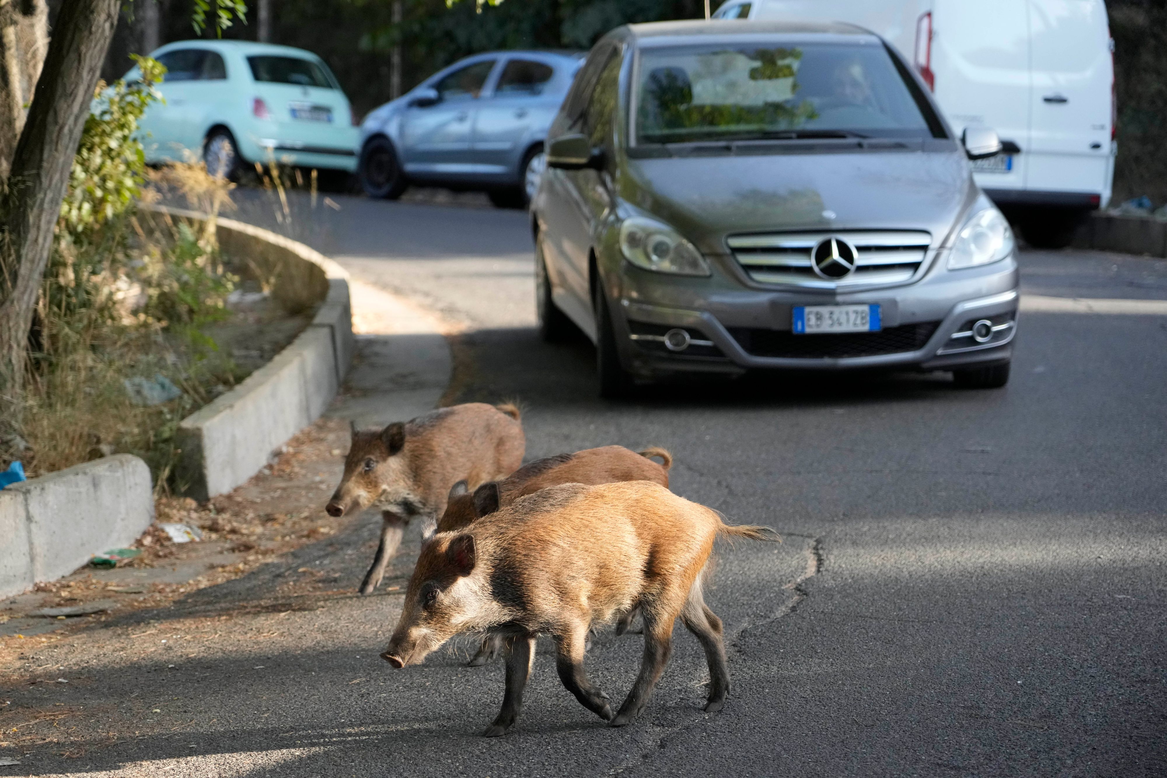 Download von www.picturedesk.com am 27.09.2021 (14:37).  Wild boars cross a street in Rome, Friday, Sept. 24, 2021. They have become a daily sight in Rome, families of wild boars trotting down the city streets, sticking their snouts in the garbage looking for food. Rome's overflowing rubbish bins have been a magnet for the families of boars who emerge from the extensive parks surrounding the city to roam the streets scavenging for food. (AP Photo/Gregorio Borgia) - 20210924_PD17987 - Rechteinfo: Rights Managed (RM)
