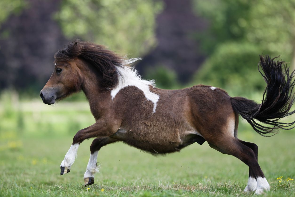 Das Shetland-Pony wurde bei dem Unfall getötet.