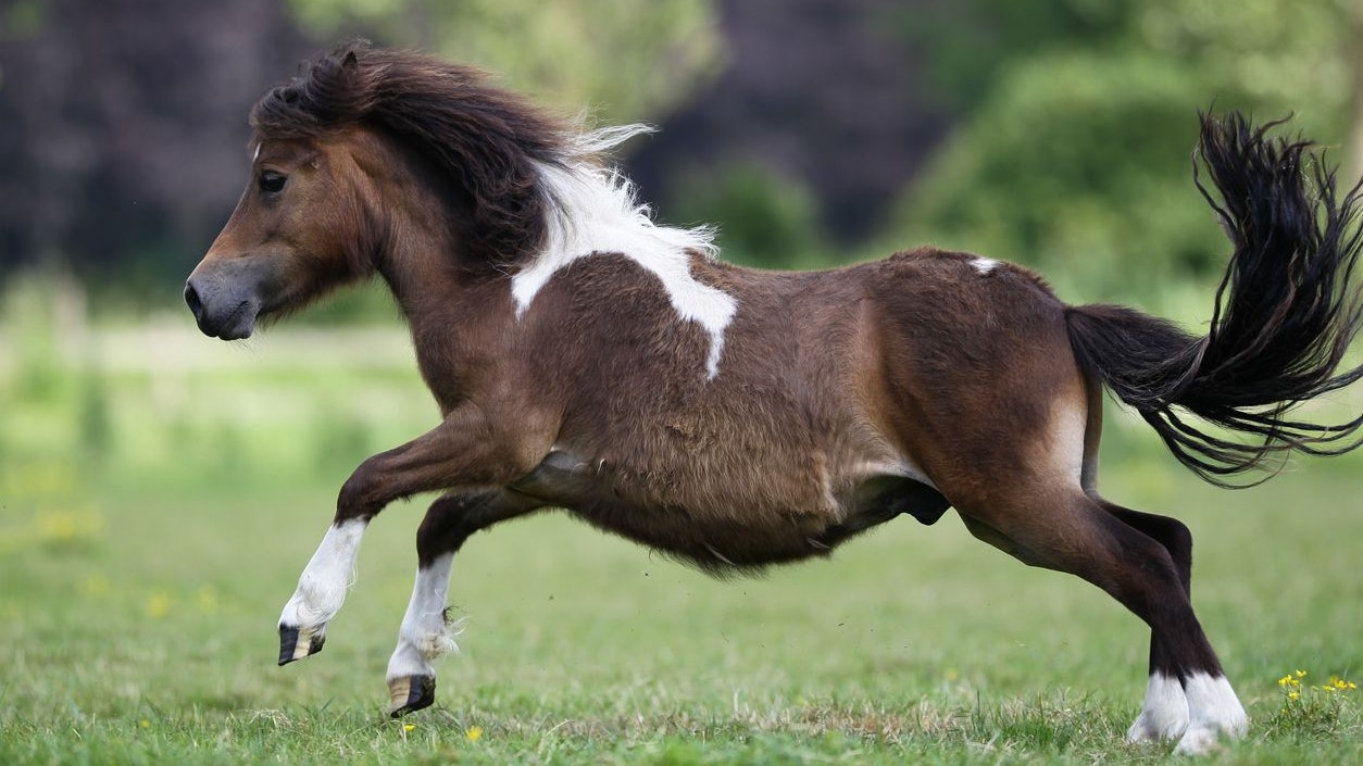 Das Shetland-Pony wurde bei dem Unfall getötet.