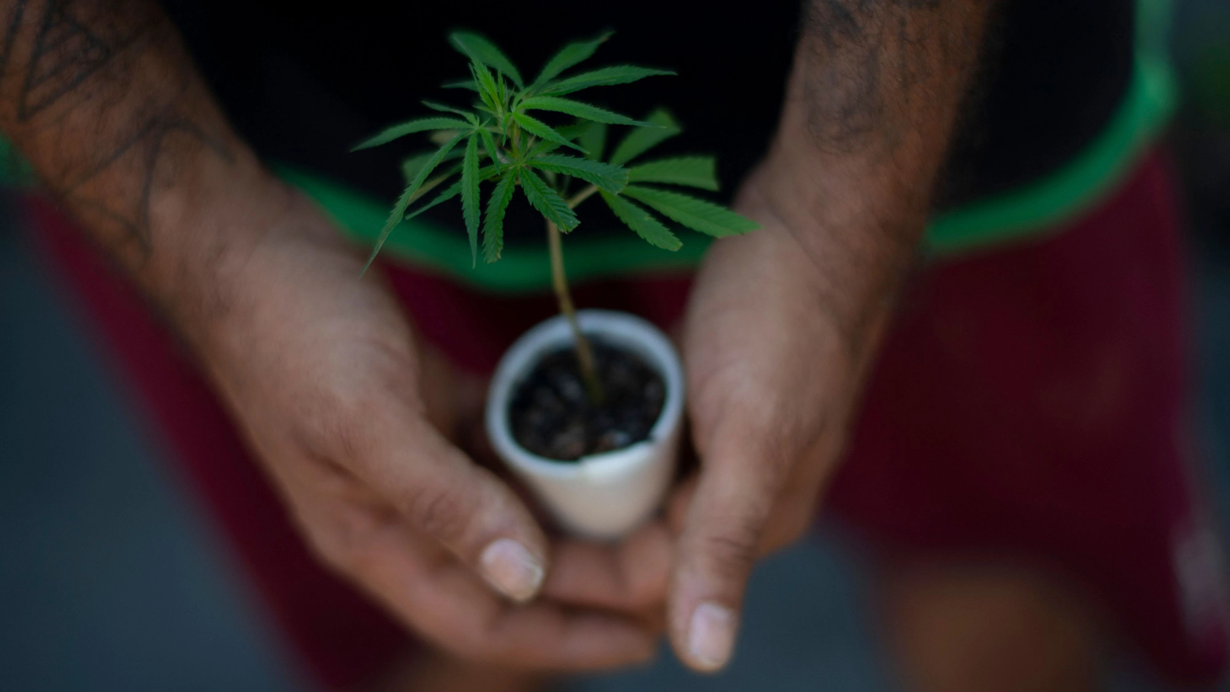 Download von www.picturedesk.com am 27.09.2021 (13:29).  View of a cannabis plant at the Medical Cannabis Research and Patient Support Association (APEPI) production farm in Paty dos Alferes, Rio de Janeiro state, Brazil on September 9, 2021. - Although the cultivation of cannabis is prohibited in Brazil, in 2016 lawyer Margarete Brito -founder of APEPI- and her husband Marcos Langenbach became the first Brazilians to get a judicial authorization for self-cultivation to alleviate the epileptic crisis of their daughter Sofia, now 12 years old. (Photo by MAURO PIMENTEL / AFP) - 20210909_PD20898 - Rechteinfo: Rights Managed (RM) Nur für redaktionelle Nutzung! Werbliche Nutzung erfordert Freigabe: bitte schicken Sie uns eine Anfrage.