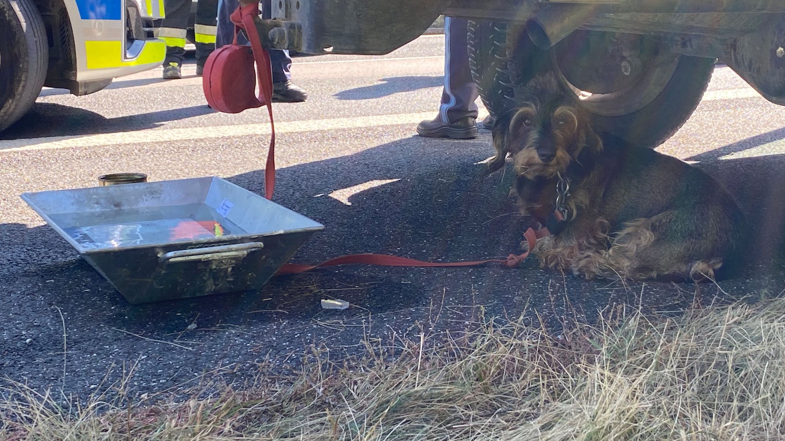 Die Feuerwehr versorgte den armen Hund mit dem Notwendigsten.