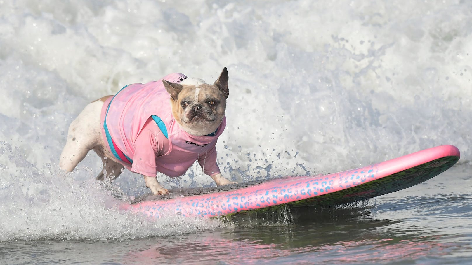 Am 25. September fand der jährliche Hundesurf-Wettbewerb am Huntington Beach statt. 