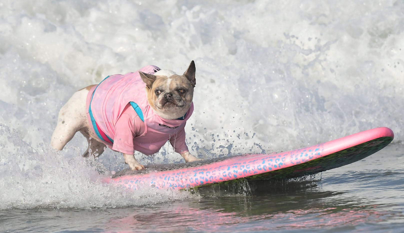 Am 25. September fand der jährliche Hundesurf-Wettbewerb am Huntington Beach statt. 