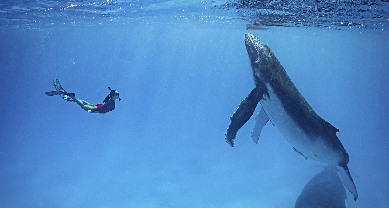 Heute.at - Schon einmal mit einem Buckelwal getanzt?