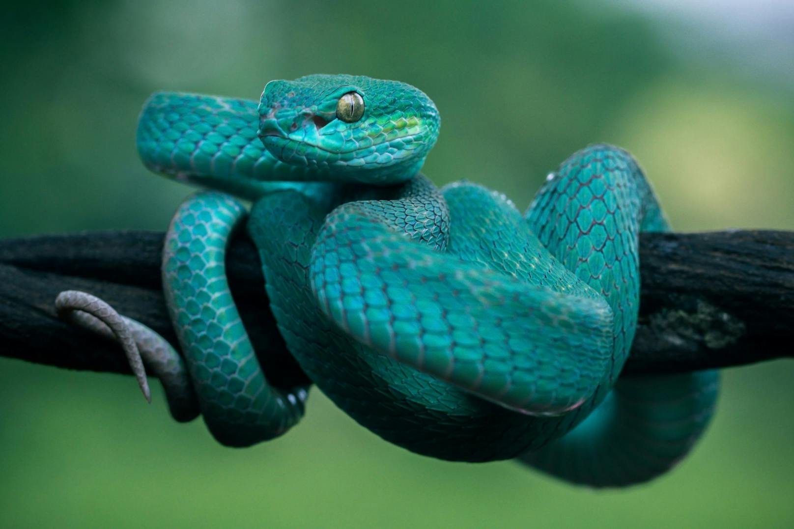 Da sie so selten vorkommen, zahlen Schlangensammler und Züchter sehr hohe Preise für eine "blaue" Schlange. 