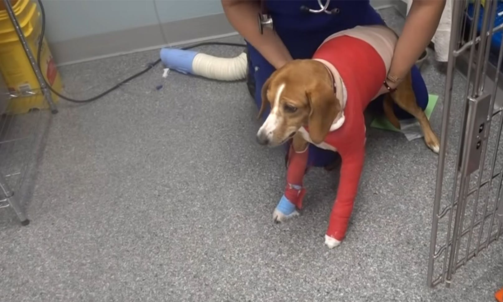 Nach der Operation musste sich der süße Beagle-Mischling erst an die "Leichtigkeit" gewöhnen. 