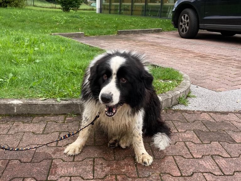 Der Hund kämpfte sich zu seinem Besitzer zurück. 