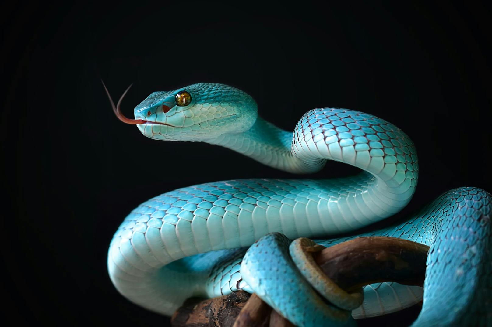 Die "Blaue Viper" wird auch als Indigo-Schlange bezeichnet. 