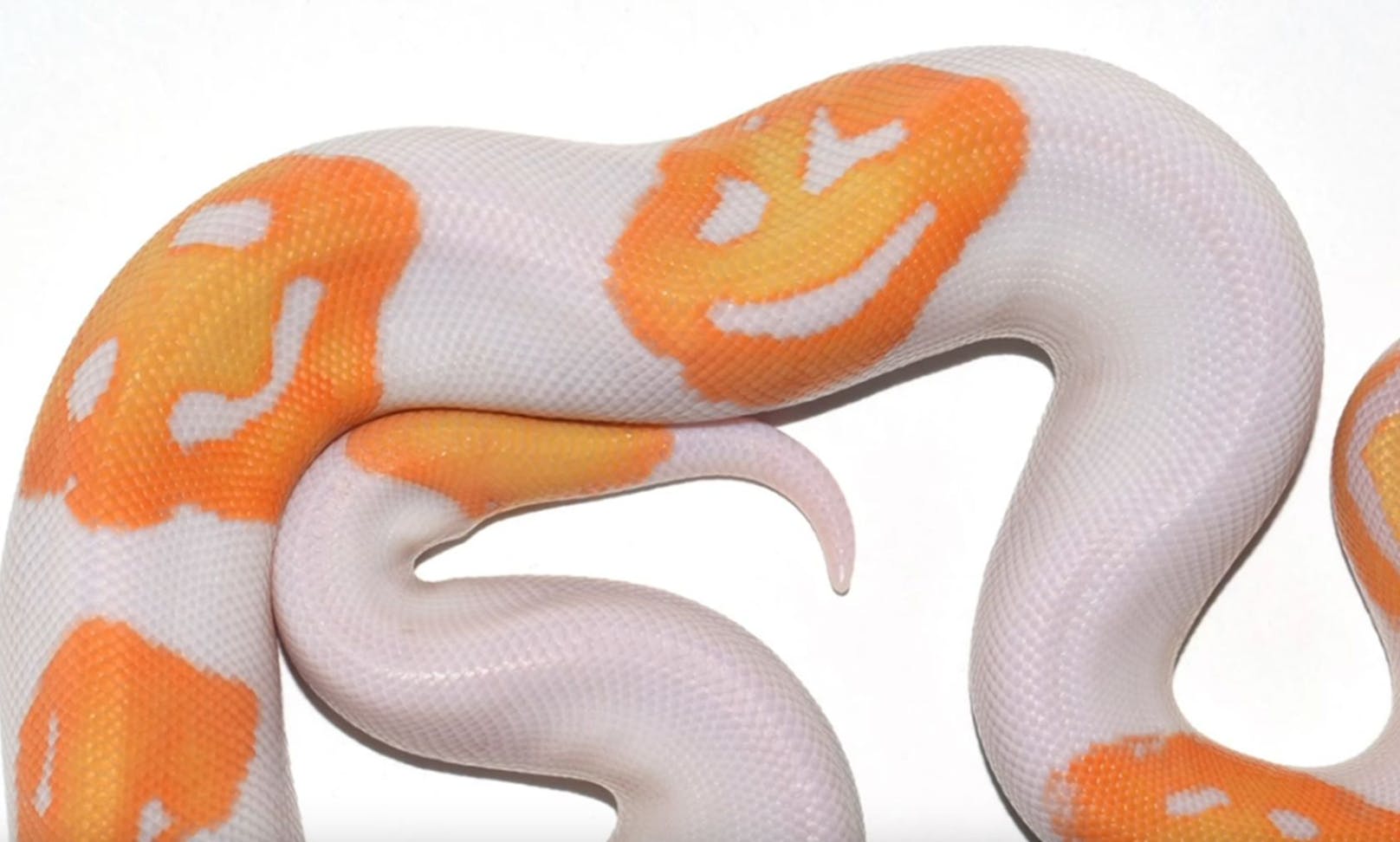 Dem Schlangenzüchter Justin Kobylka gelang mit seinem "Emoji-Python" eine echte Sensation. 