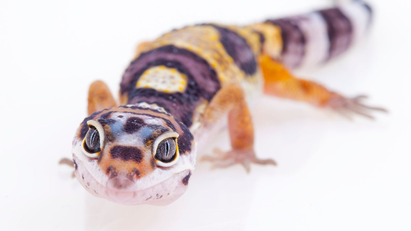 Zum Unterschied ihrer Artgenossen, haben die Leopard-Geckos keine Haftlamellen an den Zehen, sondern Krallen.&nbsp;