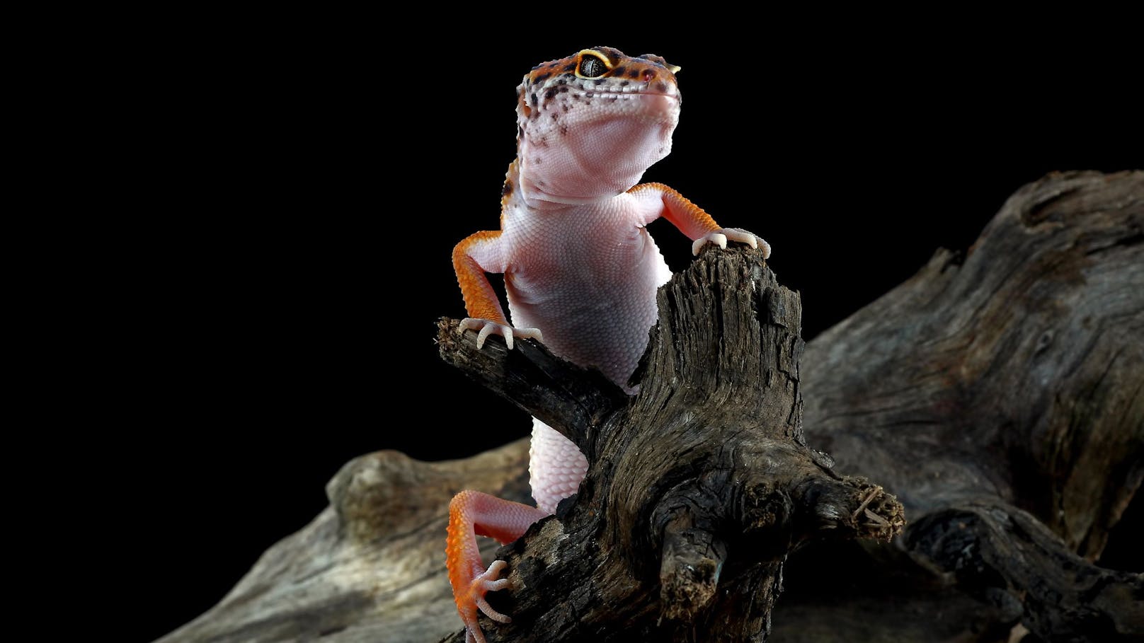 Leopard-Geckos gelten in der Welt der Terrarien-Tiere als relativ unkompliziert.&nbsp;