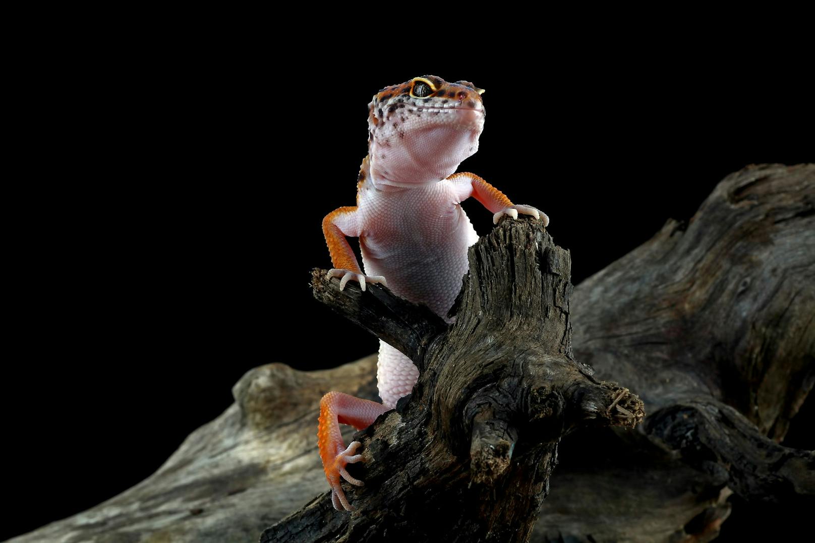 Leopard-Geckos gelten in der Welt der Terrarien-Tiere als relativ unkompliziert.&nbsp;